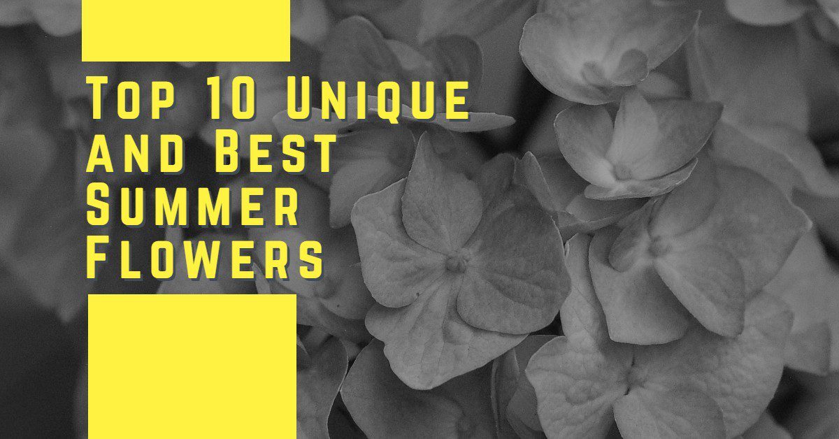Top 10 Unique and Best Summer Flowers