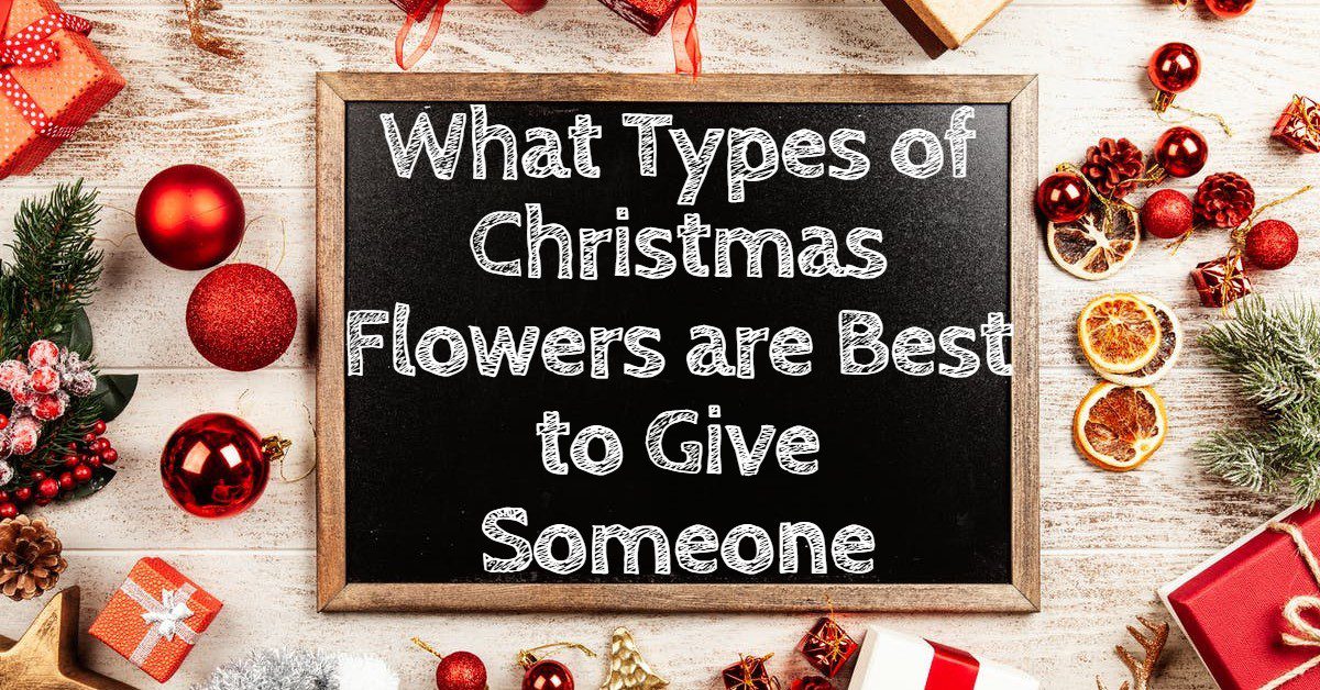What Types of Christmas Flowers are Best to Give Someone